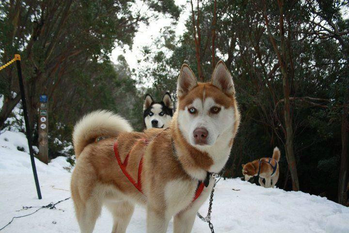 Howling Husky Sled Dog Tours-Mount Baw Baw必去景点
