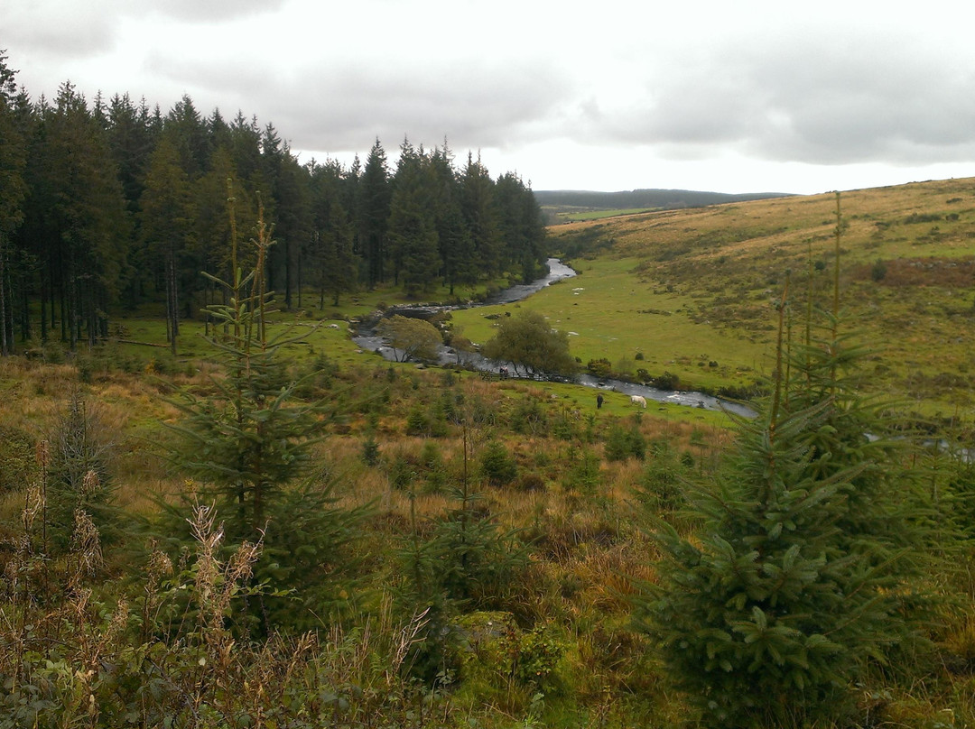 Bellever Forest - Forestry England景点图片