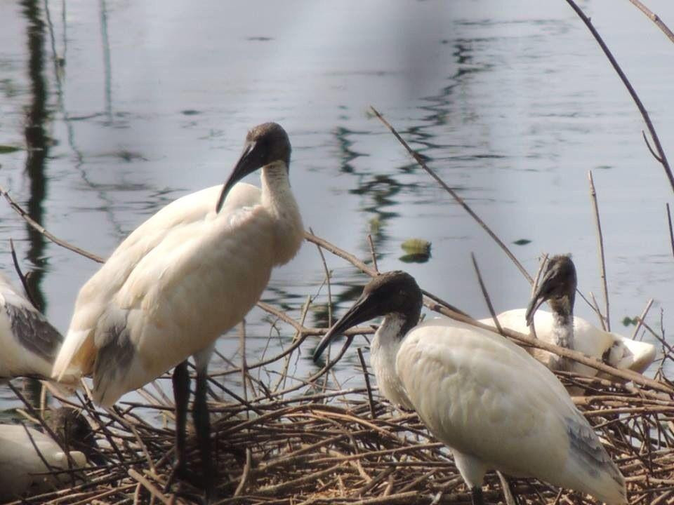 Gudavi Bird Sanctuary景点图片