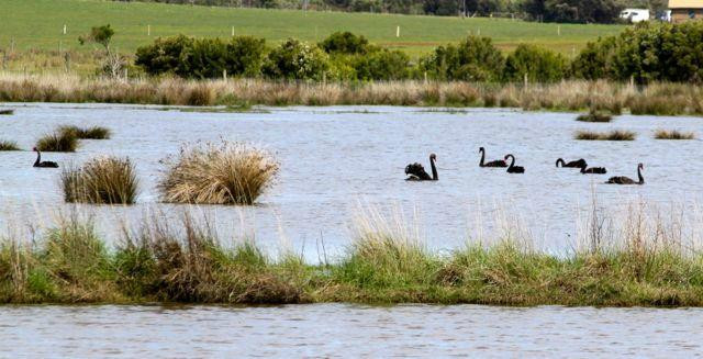 Fisher's Wetland-Newhaven必去景点