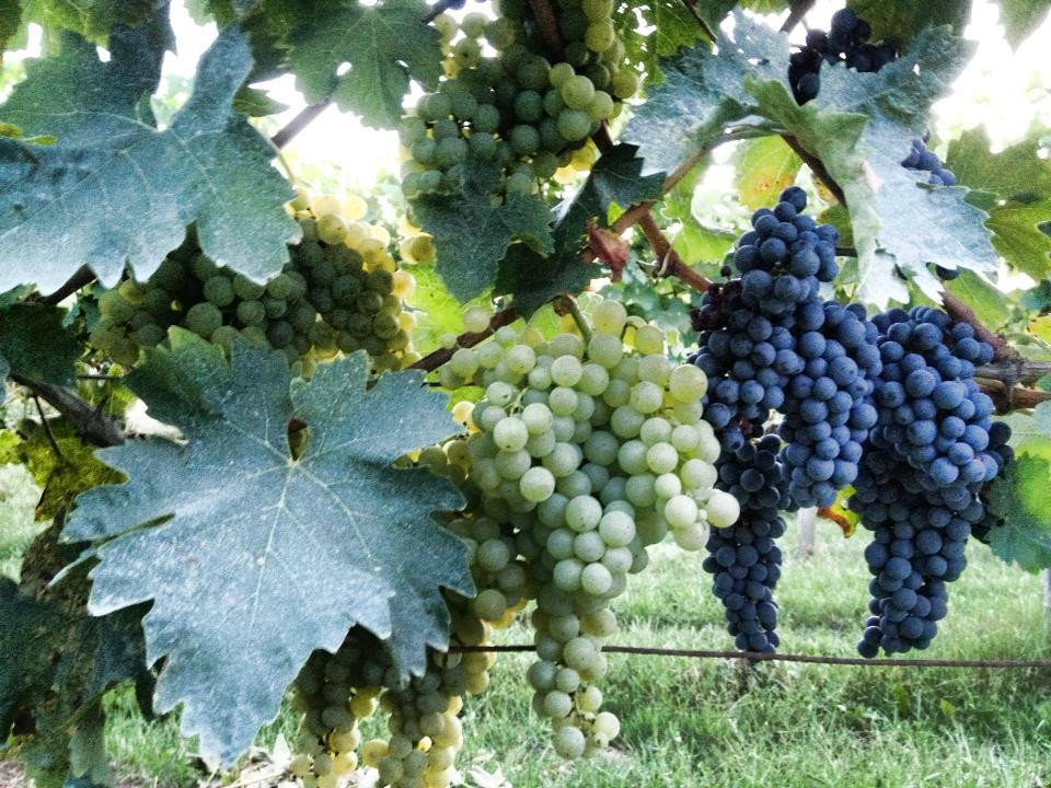 Podere Pellicciano Agrisole-圣米尼亚托必去景点