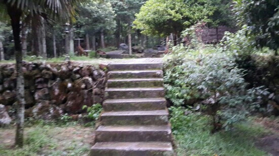 箬寮原始林区景点图片
