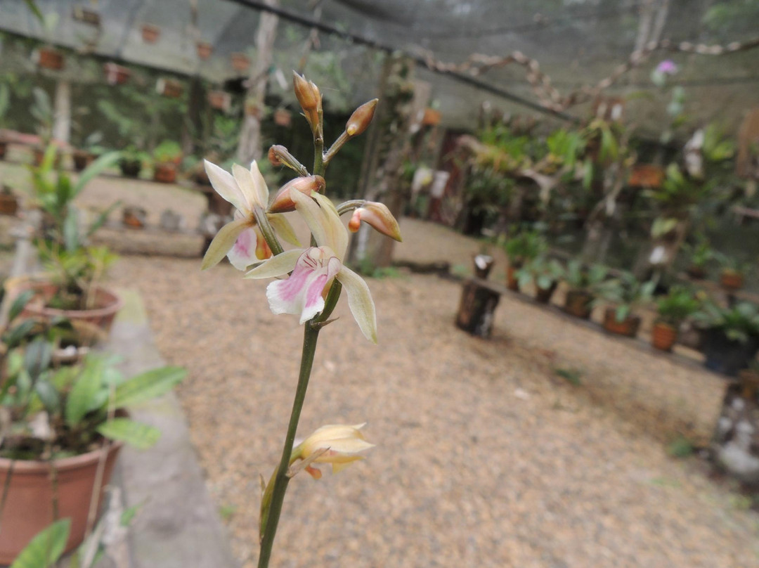 Manaus Botanical Garden - MUSA-玛瑙斯必去景点