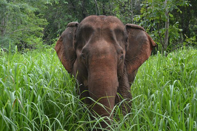 LEAF Cambodia Mondulkiri Elephant & Wildlife Sanctuary景点图片