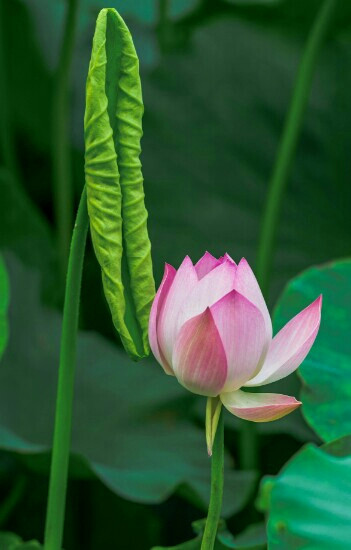 白洋淀之窗-安新县必去景点