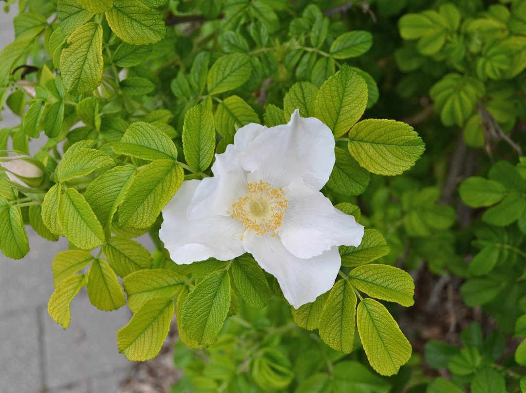 Art Gallery of Guelph-贵湖必去景点