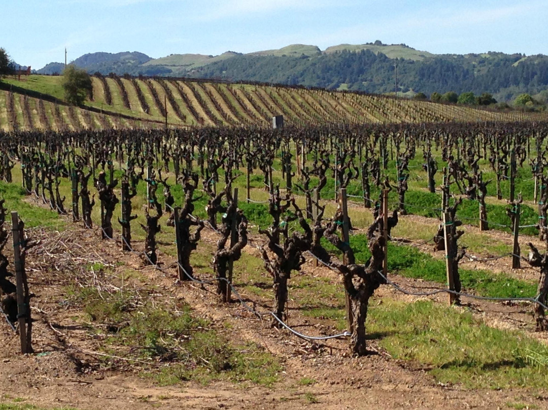 Sonoma-Cutrer Vineyards景点图片