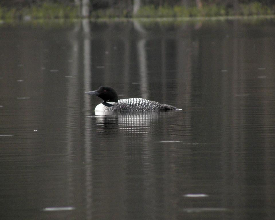 The Alpine Homestead主图