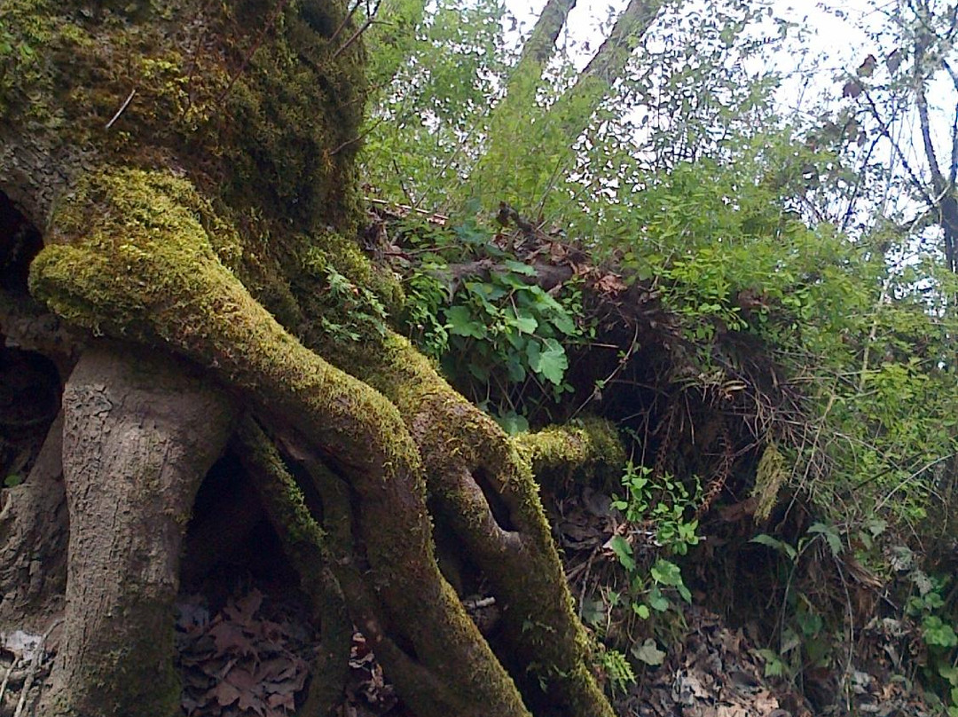 Minto-Brown Island Park-塞勒姆必去景点