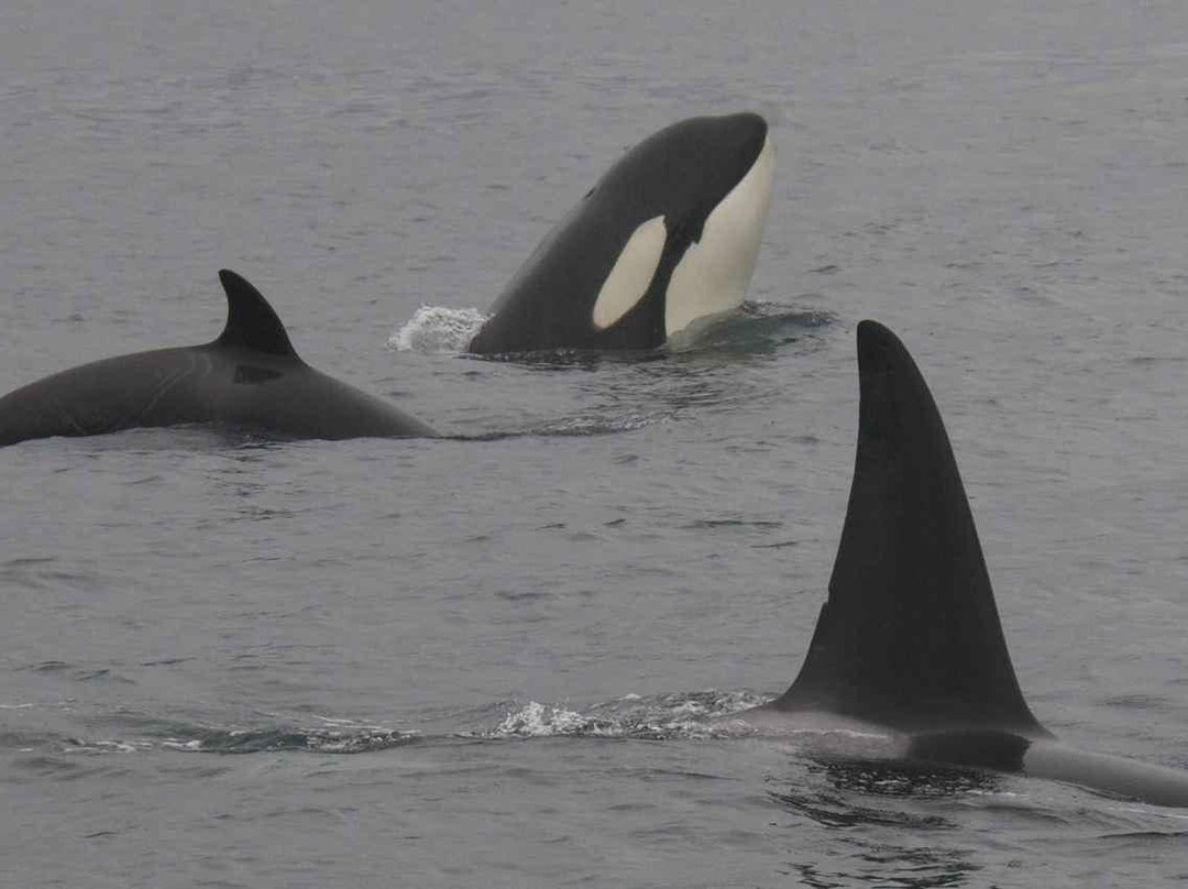 Maya's Legacy Whale Watching-星期五港湾必去景点