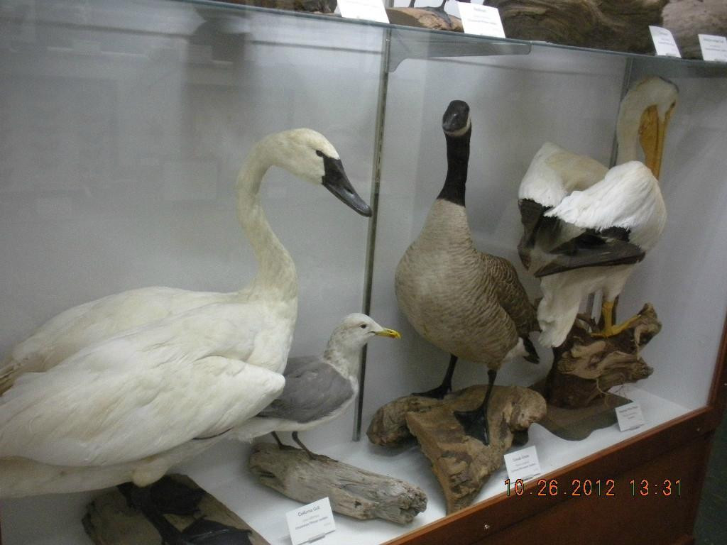 Tillamook County Pioneer Museum-蒂拉穆克必去景点