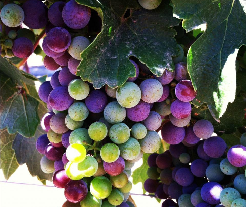 J. Lohr Vineyards & Wines景点图片