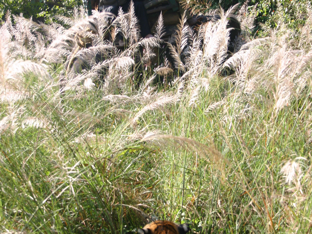 Royal Tiger Resort主图