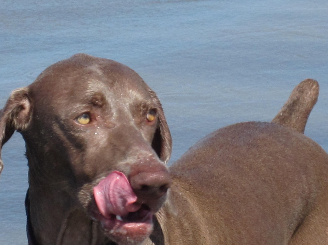Del Mar Dog Beach-德尔马必去景点