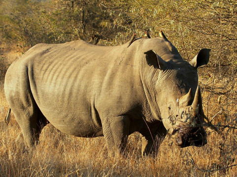 null-Klaserie Private Game Reserve