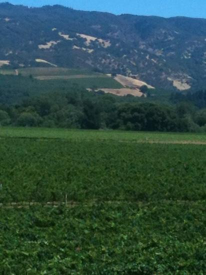 Rivino Winery景点图片