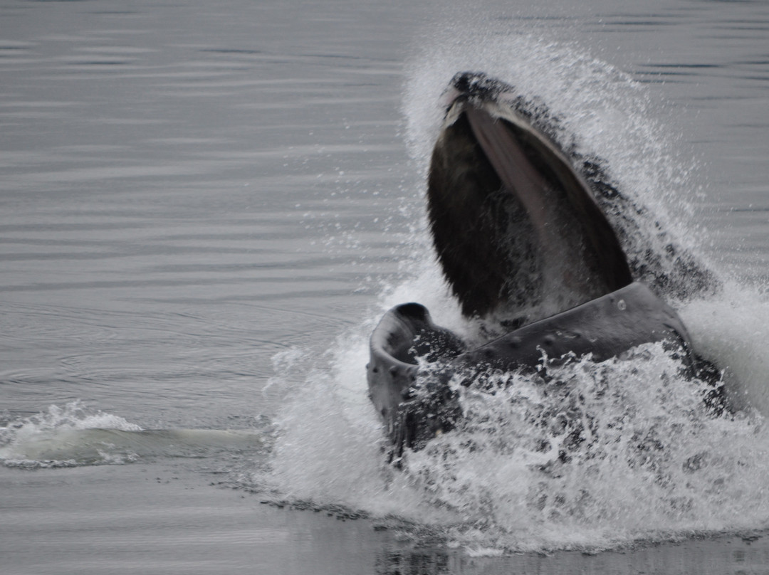 Icy Strait Whale Adventures-胡纳必去景点