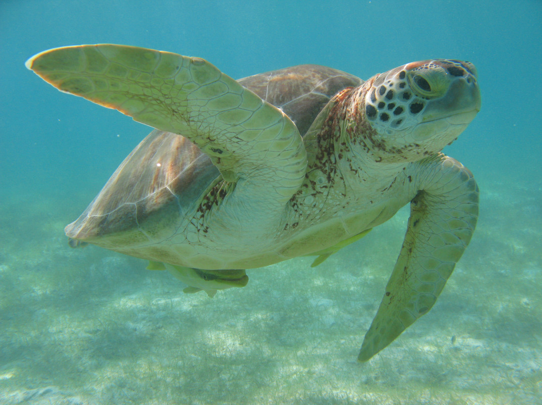 海洋观鲸鲨之旅-坎昆必去景点