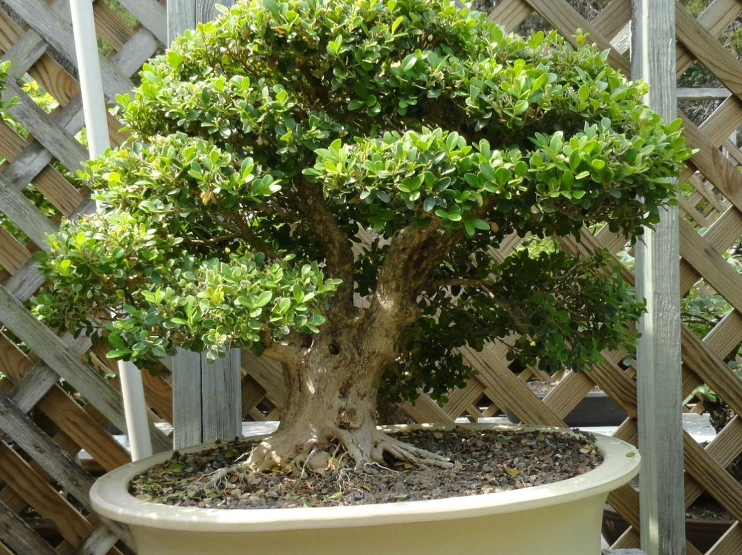Central Texas Bonsai Exhibit at Jade Gardens-Wimberley必去景点