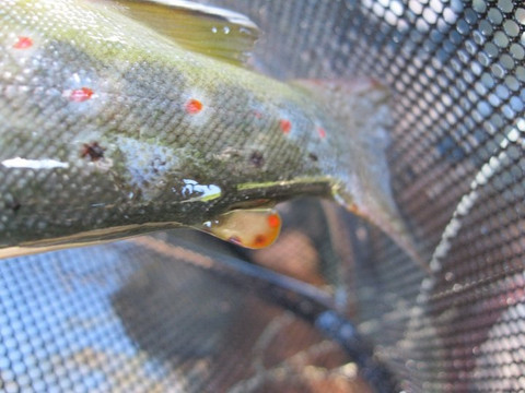 Patagon Adventures - Day Tours-Coyhaique必去景点