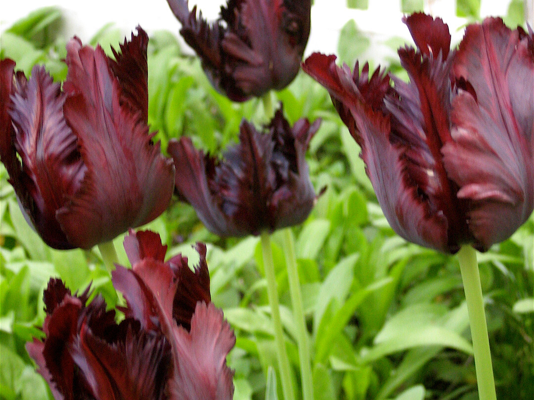 Millbrook Country House主图