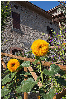 The Farmhouses主图