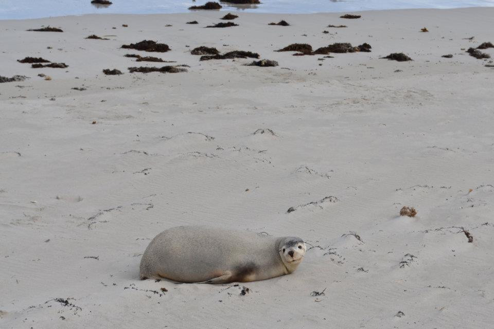 Seal Bay Conservation Park-Seal Bay必去景点