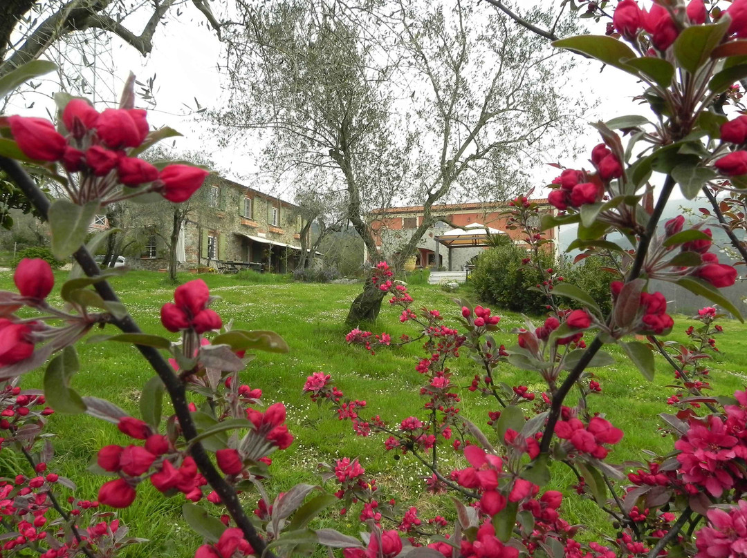 Il Giardino delle Esperidi主图