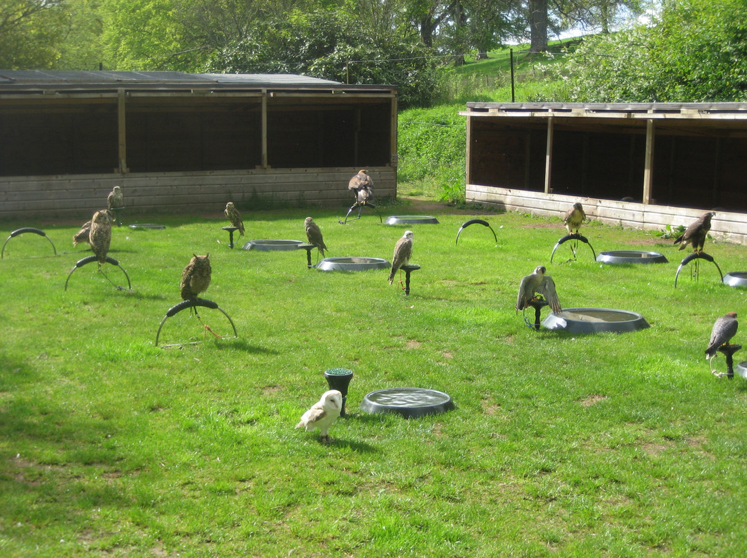 Beattock旅游景点-The Falconry Centre