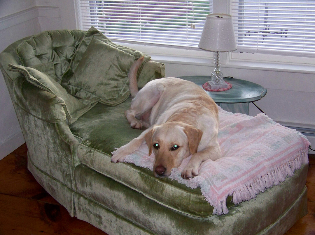 Hounds Tooth Inn主图