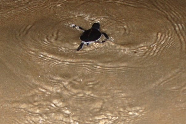 Cherating Turtle Sanctuary景点图片