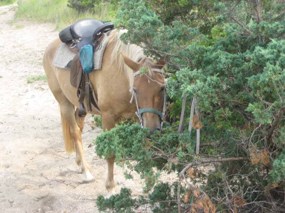 Equine Adventures景点图片