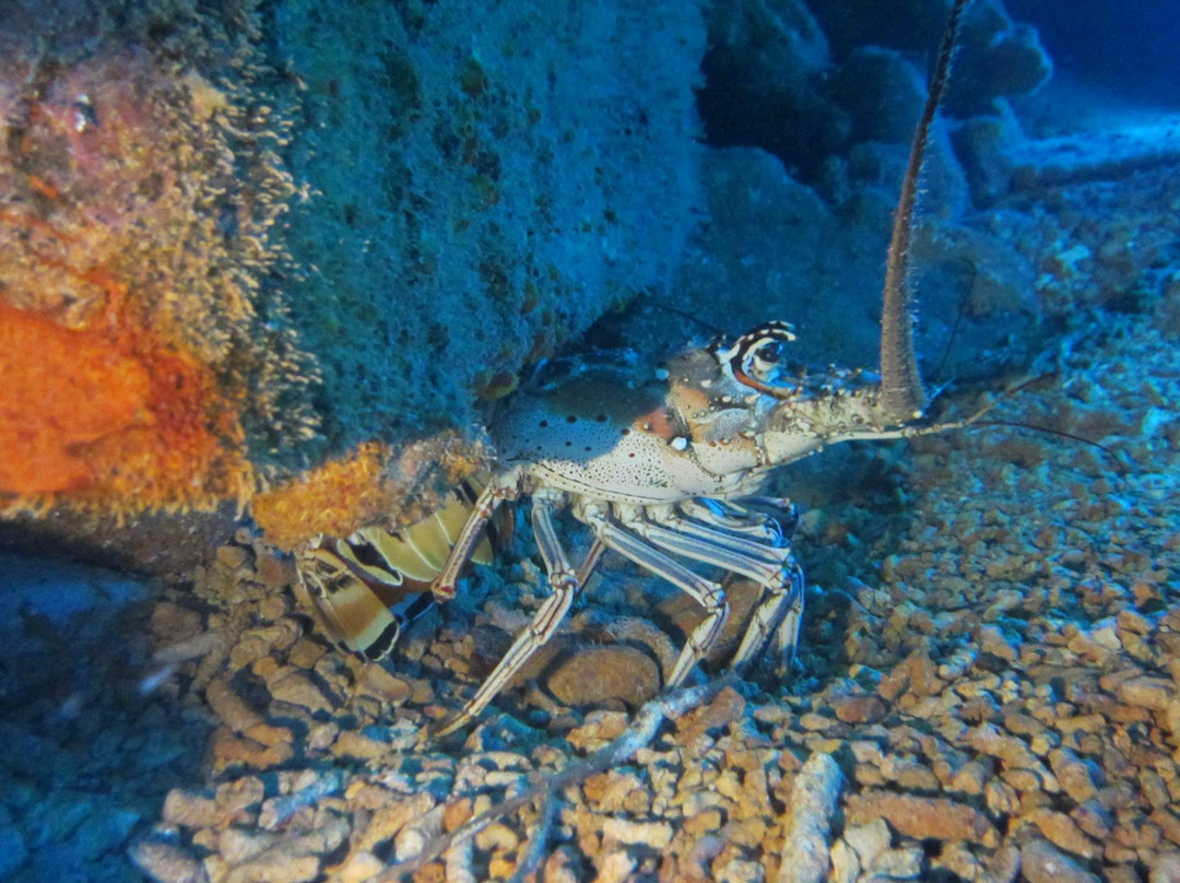 Scuba Zen-Anse Marcel必去景点