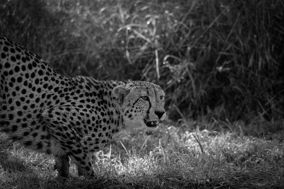 Kruger Pride Safaris-玛洛斯帕克必去景点