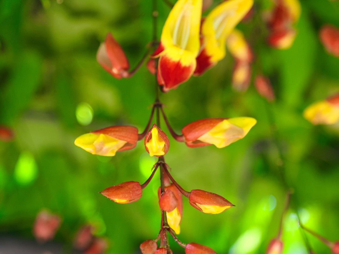 Tochigi Flower Center-栃木市必去景点