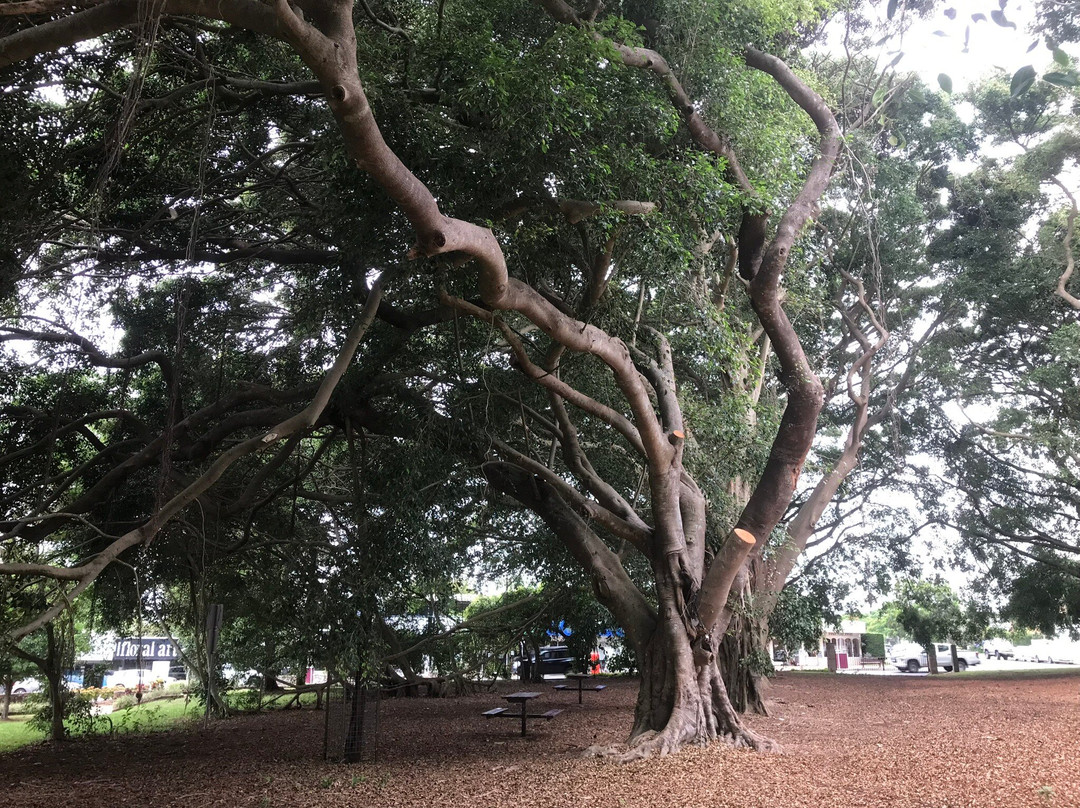 Wirreanda Park景点图片