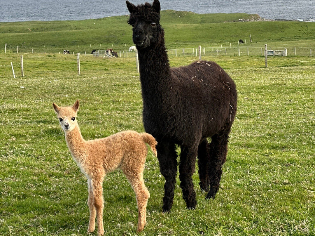 Affrigate Alpacas - Orkney-Brims必去景点