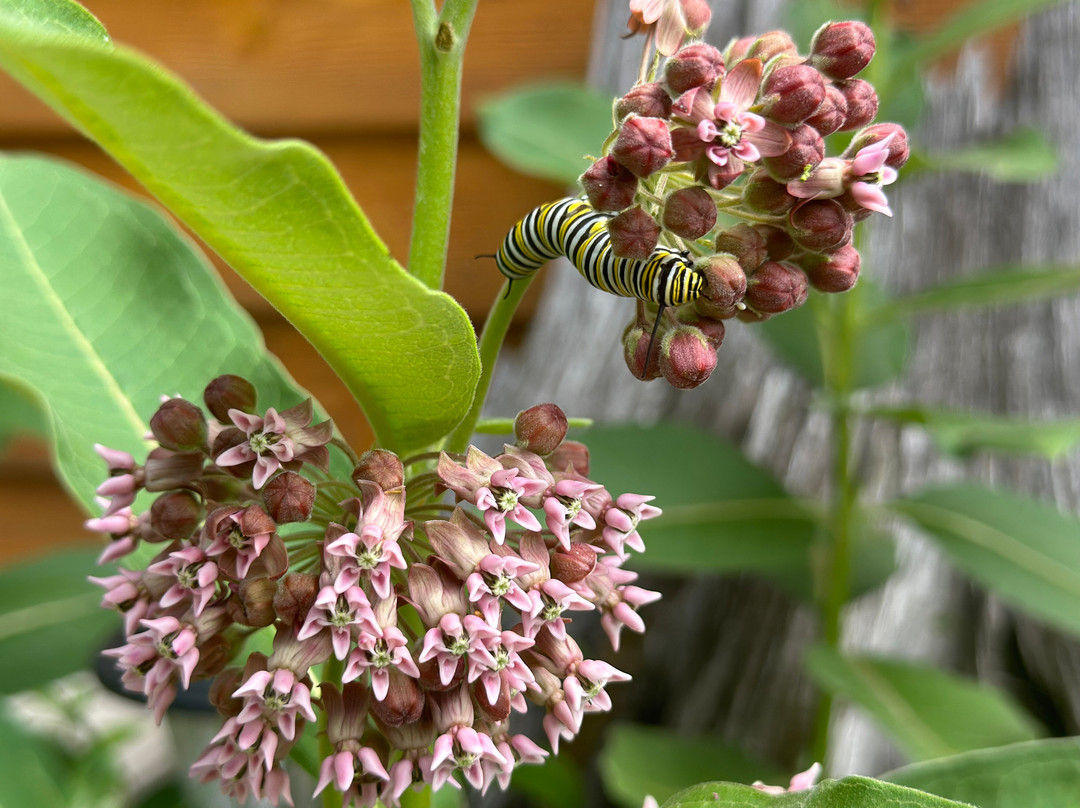 Jackson Harbor Inn主图