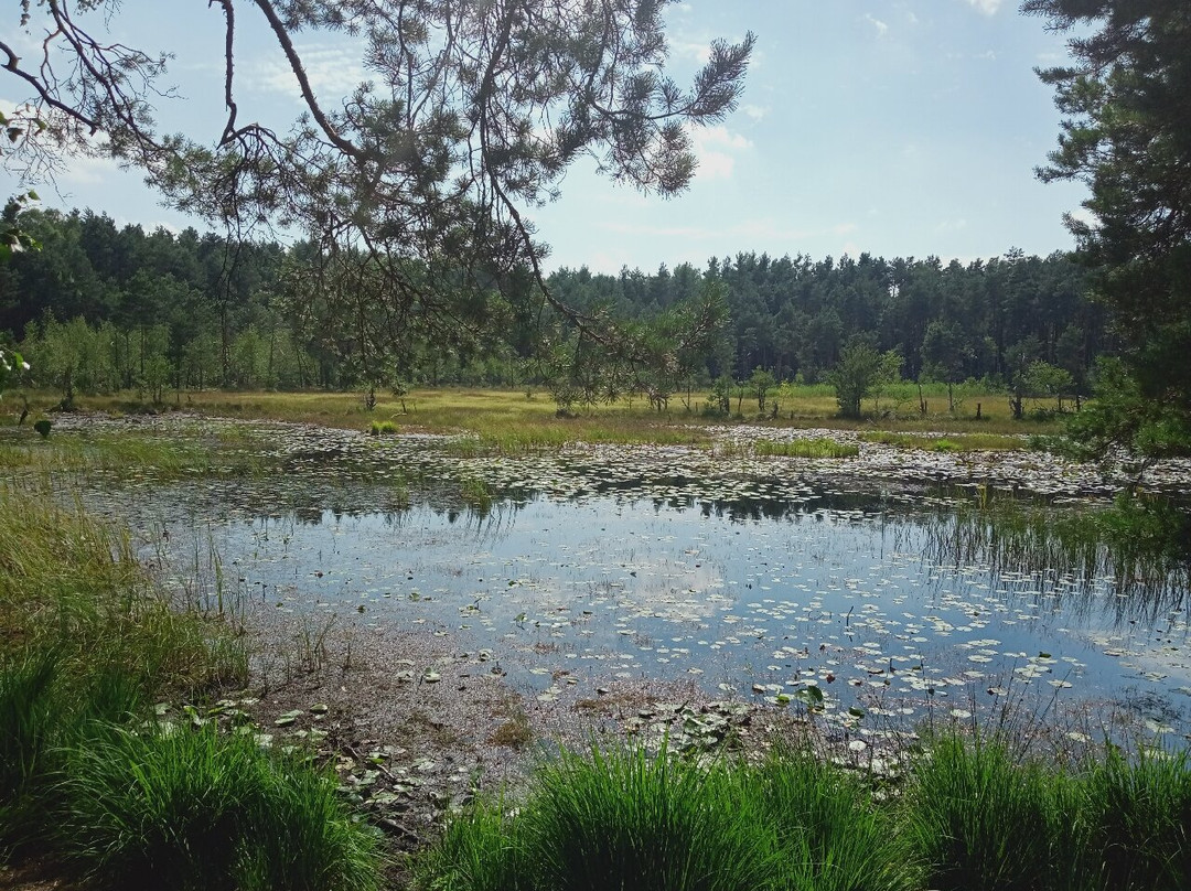 Mazowiecki Park Krajobrazowy景点图片