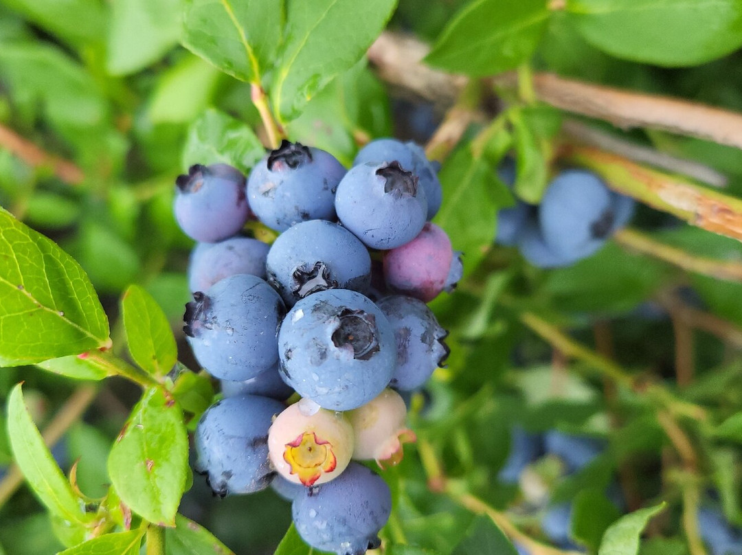 Parks Blueberries景点图片