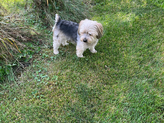 The Salty Dog Sailing Co.-芝加哥必去景点