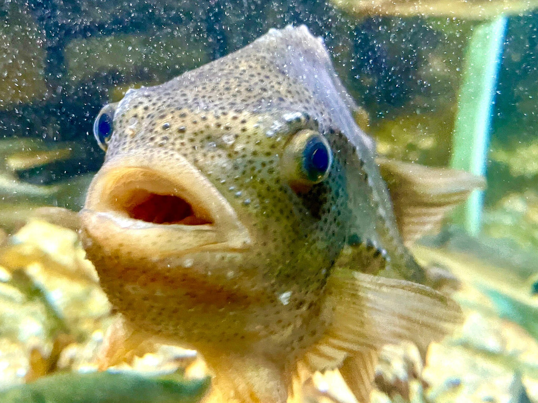 Macduff Marine Aquarium-Macduff必去景点