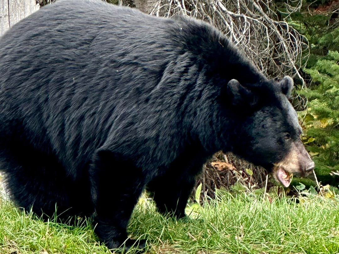 Cracker Lake Hike-冰河国家公园必去景点