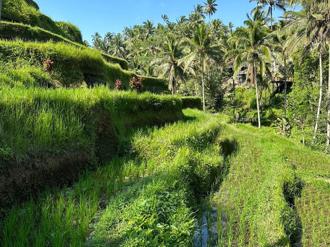 Made stone-乌布必去景点