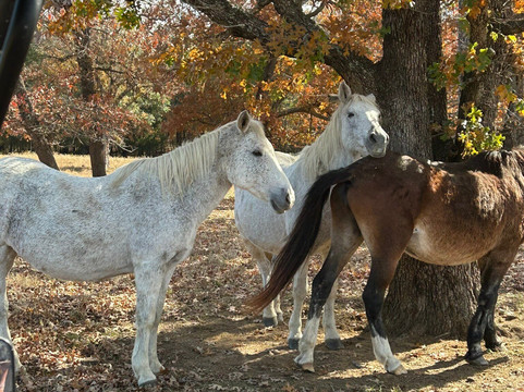 Mowdy Ranch-Coalgate必去景点