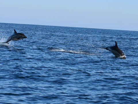 Ocean Vibes Algarve-法罗必去景点