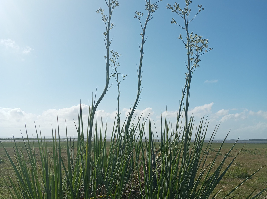Monte de Ombues-Rocha必去景点