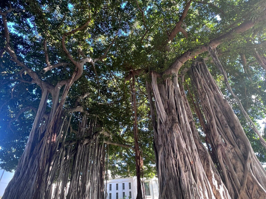 Ho'omau O'ahu Tours-火奴鲁鲁必去景点