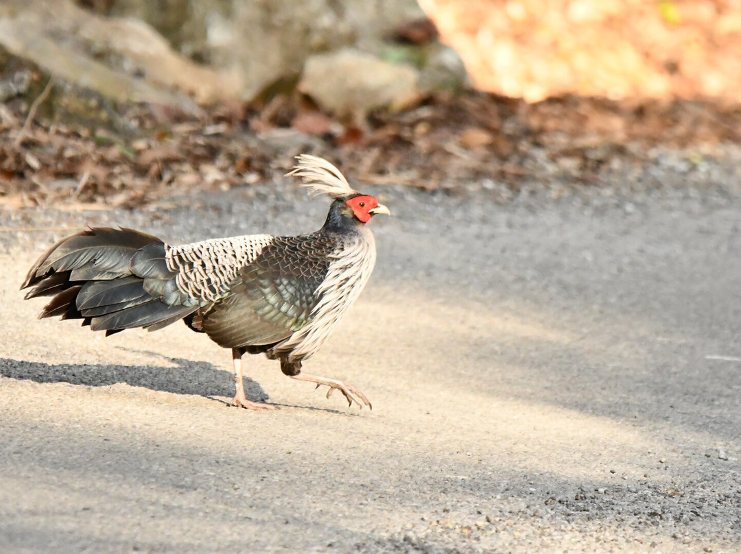 Himalaya Birding Guide景点图片