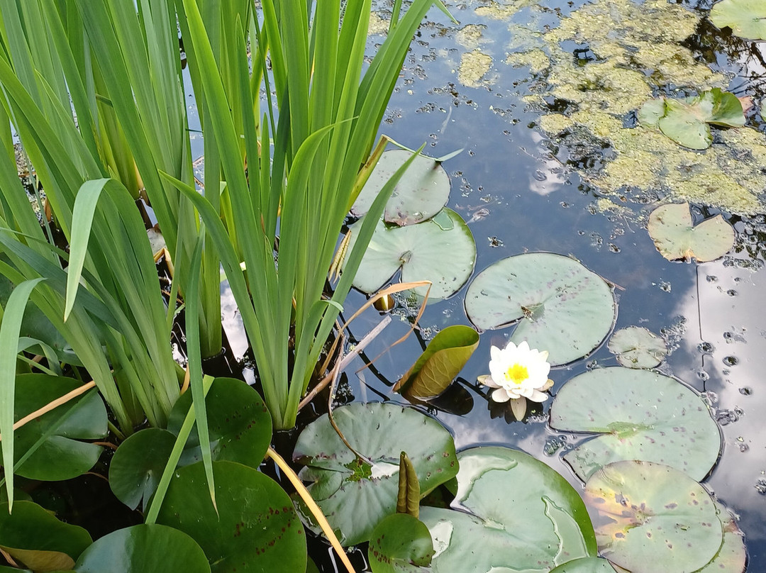 Le Jardin De La Méditation景点图片